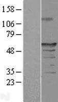 FAM154A (SAXO1) Human Over-expression Lysate