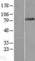 PODN Human Over-expression Lysate