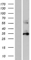 PYCR1 Human Over-expression Lysate