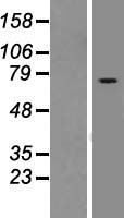 RASGRP2 Human Over-expression Lysate