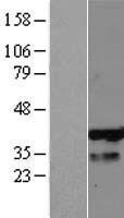 PHF13 Human Over-expression Lysate