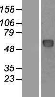 NUP62 Human Over-expression Lysate
