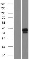 LIX1L Human Over-expression Lysate
