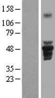 FAM43A Human Over-expression Lysate