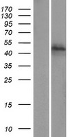 ZNF475 (ZFP1) Human Over-expression Lysate