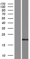 CRISP1 Human Over-expression Lysate