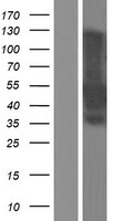 MEIS2 Human Over-expression Lysate