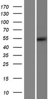 ALDH5A1 Human Over-expression Lysate