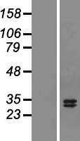 APRIL (TNFSF13) Human Over-expression Lysate