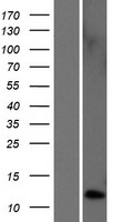 TAC4 Human Over-expression Lysate