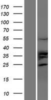 TRIM35 Human Over-expression Lysate