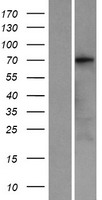 KCNQ4 Human Over-expression Lysate