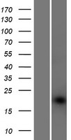 POFUT1 Human Over-expression Lysate