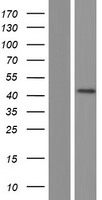 OTX3 (DMBX1) Human Over-expression Lysate
