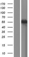 CAMKK2 Human Over-expression Lysate