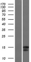 IL4 Human Over-expression Lysate