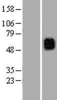KCNG3 Human Over-expression Lysate