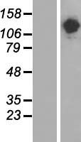 SALF (STON1-GTF2A1L) Human Over-expression Lysate