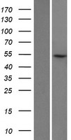 LIN9 Human Over-expression Lysate
