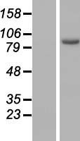 ARMC3 Human Over-expression Lysate