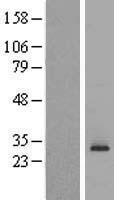 SLC35C2 Human Over-expression Lysate