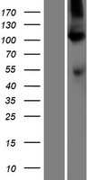 ATP2A1 Human Over-expression Lysate