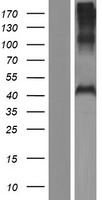 PHF7 Human Over-expression Lysate