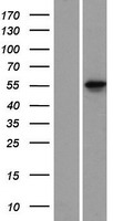 KRT78 Human Over-expression Lysate