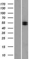 COL23A1 Human Over-expression Lysate