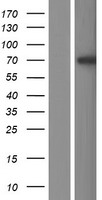 L3MBTL4 Human Over-expression Lysate