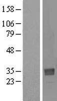 NTAN1 Human Over-expression Lysate