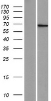 ZNF57 Human Over-expression Lysate