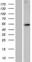 WDR88 Human Over-expression Lysate