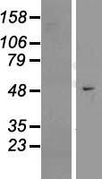 EFCAB3 Human Over-expression Lysate