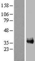 FAM133A Human Over-expression Lysate