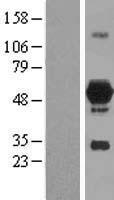DOK7 Human Over-expression Lysate
