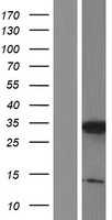 C3orf33 Human Over-expression Lysate