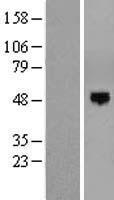 AER61 (EOGT) Human Over-expression Lysate