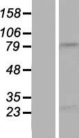 NBPF15 Human Over-expression Lysate