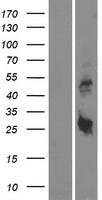 C18orf26 (DYNAP) Human Over-expression Lysate