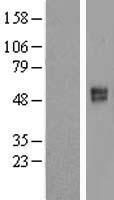 SLC26A11 Human Over-expression Lysate