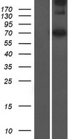 LMNTD2 Human Over-expression Lysate