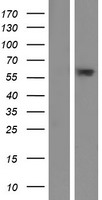 C6orf146 (FAM217A) Human Over-expression Lysate