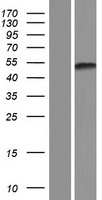 KCTD20 Human Over-expression Lysate