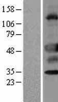 ZU5 (UNC5CL) Human Over-expression Lysate