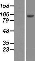 RFXDC1 (RFX6) Human Over-expression Lysate