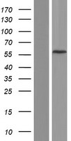 CCDC83 Human Over-expression Lysate