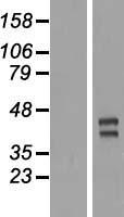 TRIML2 Human Over-expression Lysate