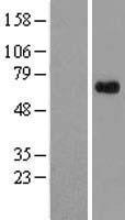 APLF Human Over-expression Lysate