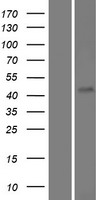 FAM71D Human Over-expression Lysate